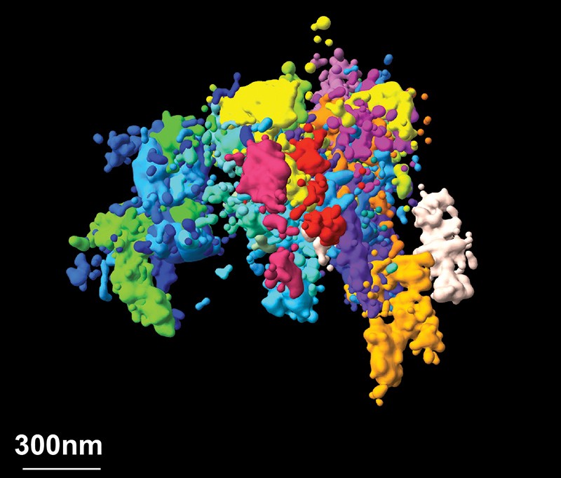 Multiplex super-resolution FISH image of 41 consecutive 30-kb chromatin segments
