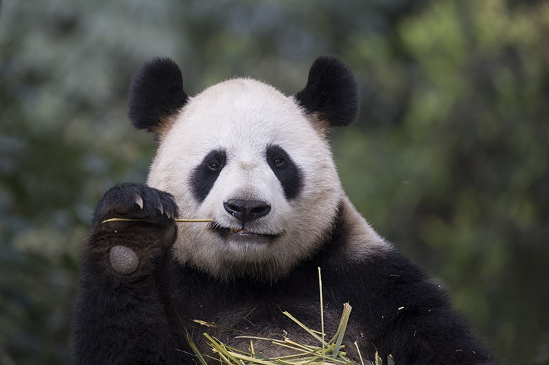 Battle Over When Giant Pandas Started Their Bamboo Diet Heats Up