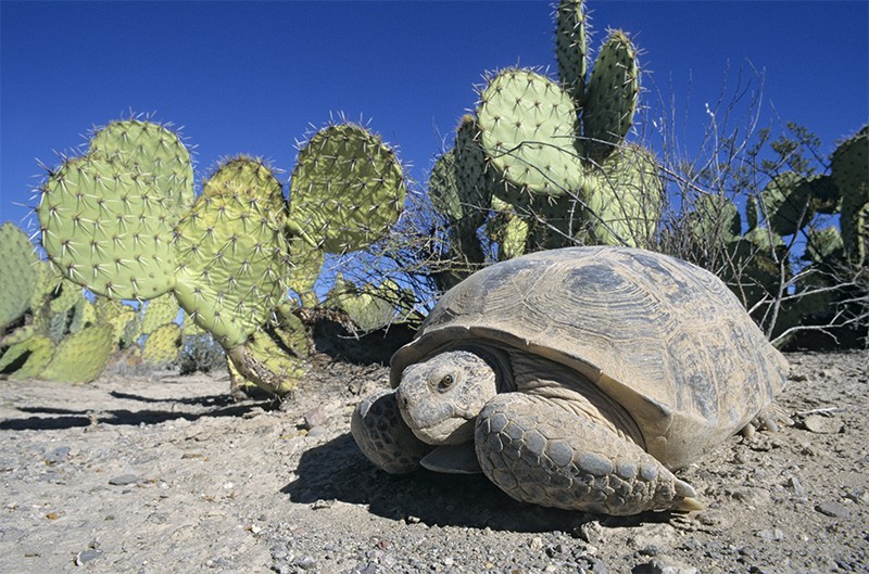 Bolson tortoise in Mapimi Biosphere Reserve, Mexico