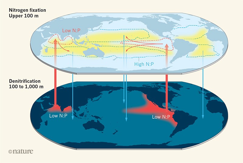 Consistent patterns of nitrogen fixation identified in the ocean