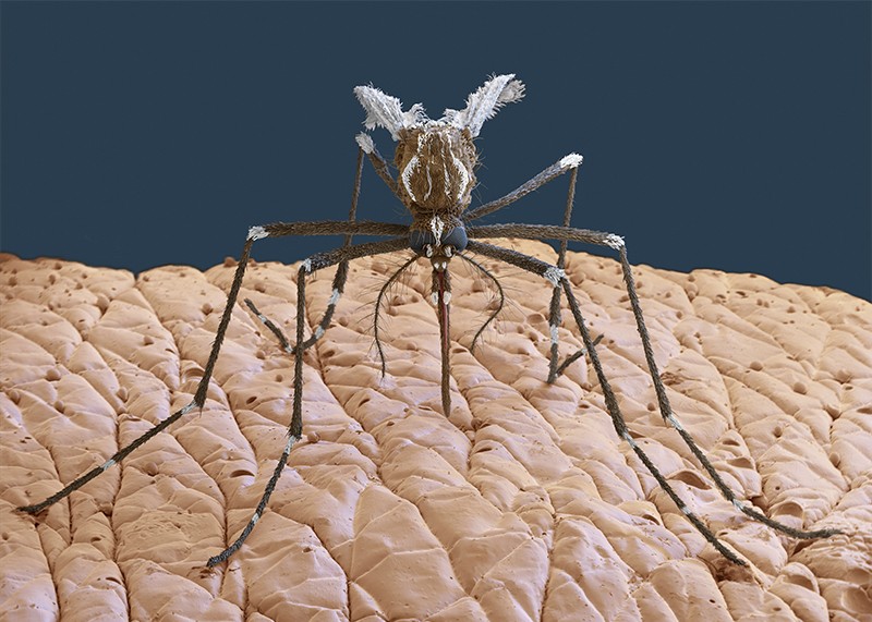 Yellow fever mosquito (Aedes aegypti) on human skin, coloured scanning electron micrograph (SEM)