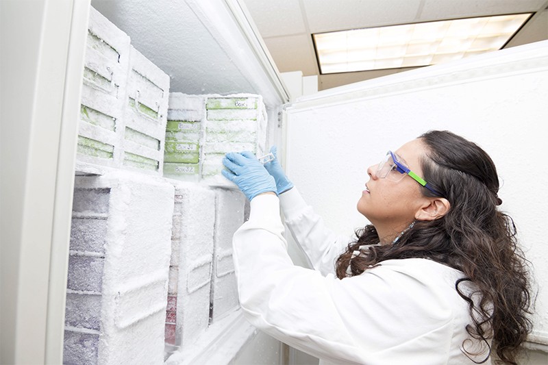 Laura Martinez stacking cold samples in a fridge at the Fred Hutchinson Cancer Research Centre in Washington
