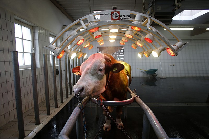 Breeding bull standing under infrared lights, used to relax his muscles, at an artificial insemination centre in Holland