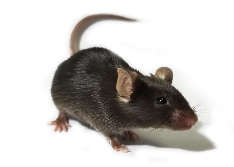 Night Vision Super Mice Created Using Light Converting Nanoparticles,Pork Rib Rub Texas