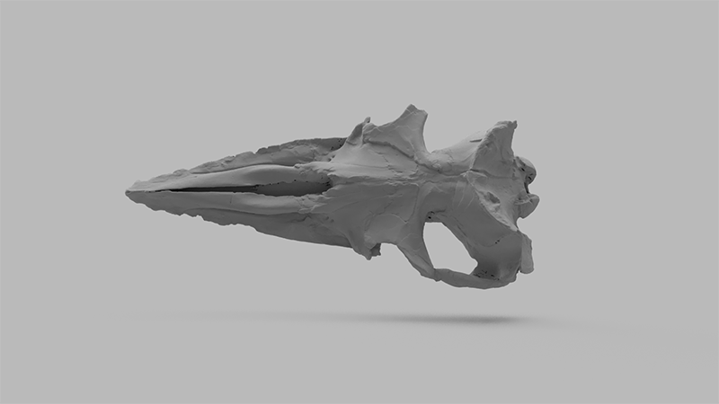 3D render of Aetiocetus cotylalveus