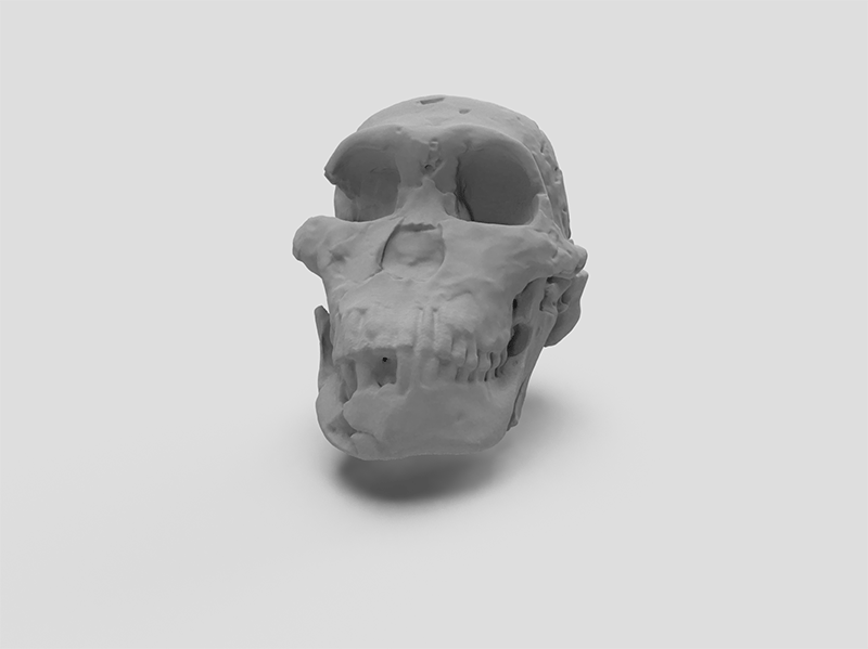 3D render of the reconstructed cranium of Homo naledi