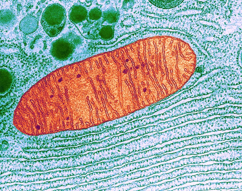 Color enhanced transmission electron micrograph of a mitochondrion inside a cell.