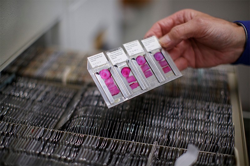 Microscope slides with pink stained sections of wood from the DNA reference collection at Kew.