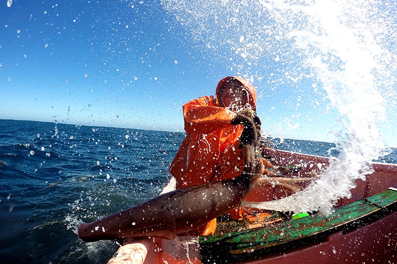 A researcher pulls a giant squid into a boat