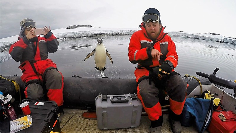 Scientists conduct research from a boat in Antarctica with a penguin hoping on board
