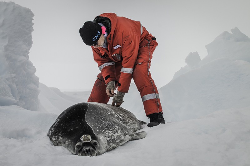 An immobilised female Weddell seal being tended to by a researcher after a deployment of a satellite tracker