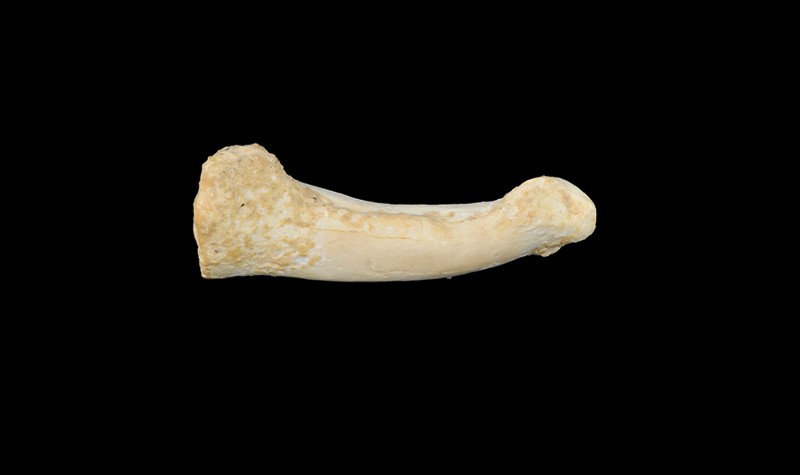 Proximal foot phalanx bone of Homo luzonensis CCH4 in side view, showing the longitudinal curvature of the bone.