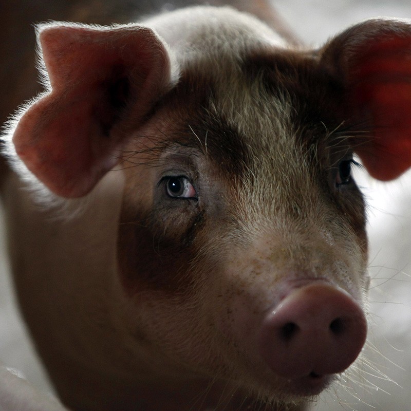 A pig is inside its enclosure at a pig farm