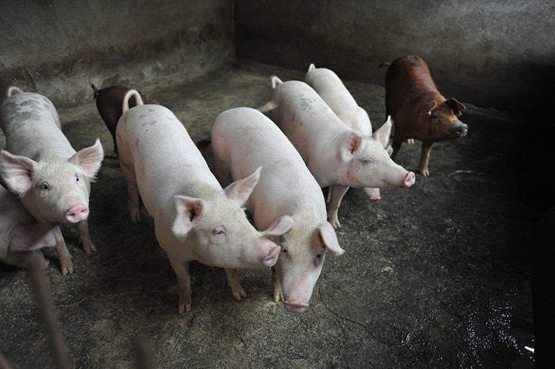 Pigs are seen in a hog pen in a village in Linquan county in central China's Anhui province Friday, Aug. 31, 2018.