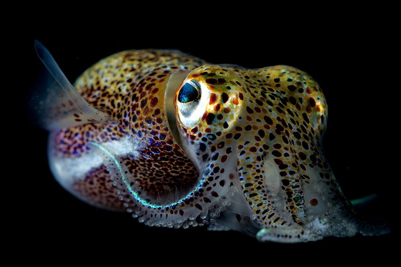Hawaiian Bobtail squid