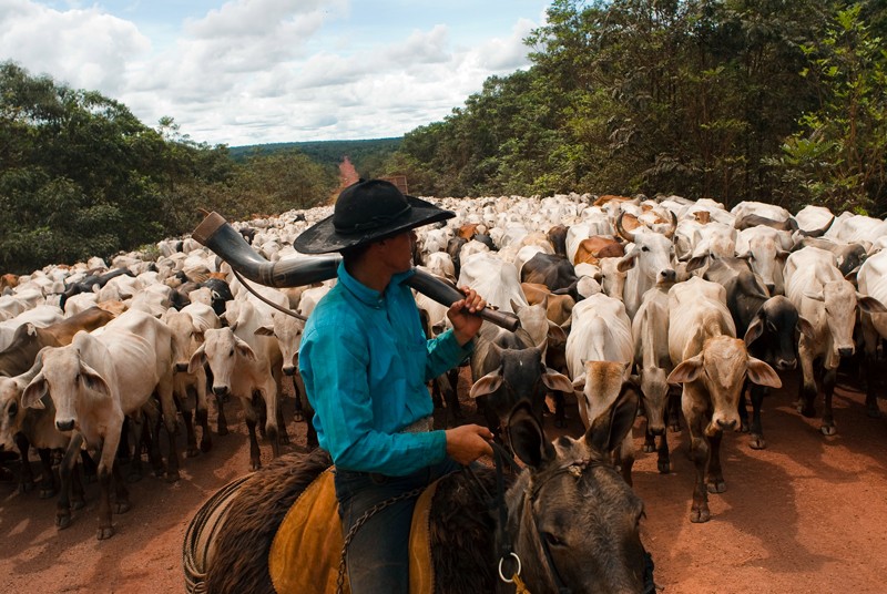 A Brazilian rancher guides a herd of cattle along a road through the forest