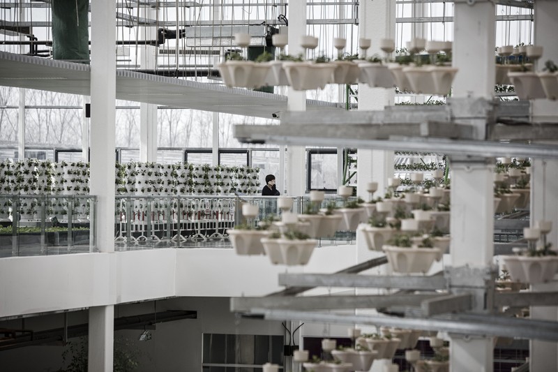 potted plants growing in a rotary light-tracking system inside a greenhouse at the high-tech indoor Cofco Wisdom Farm