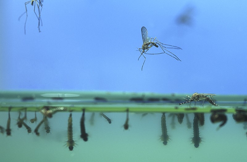 Mosquitoes flying and larvae at the water surface