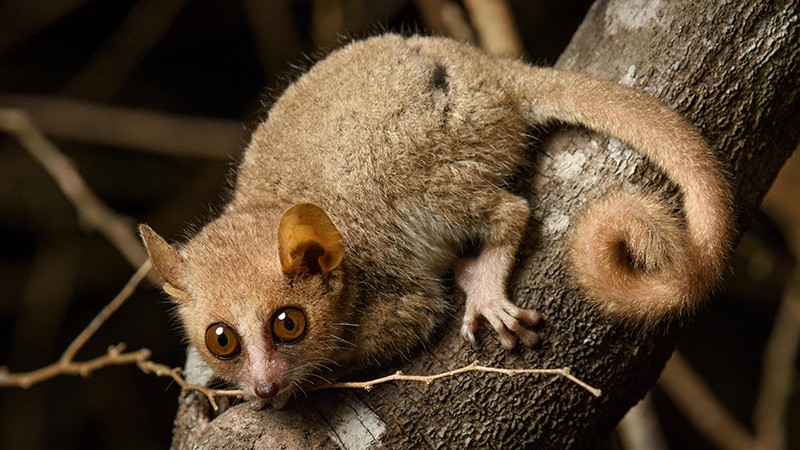 A grey mouse lemur (Microcebus murinus), in the Kirindy Forest, Madagascar