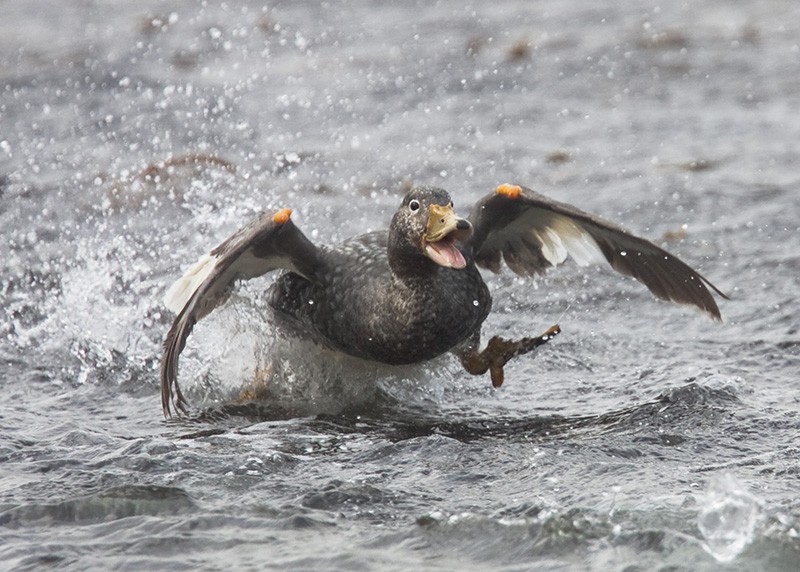 Genomic mechanisms for the evolution of flightlessness in steamer ducks