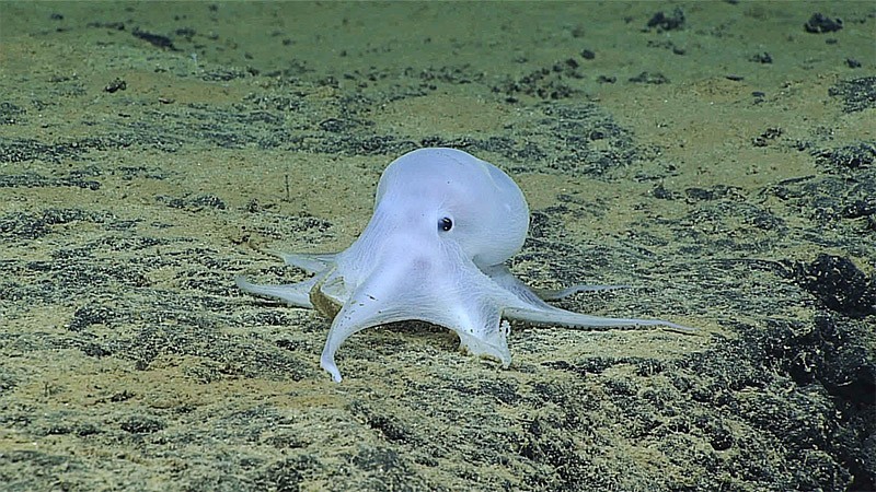 A Ghostlike Octopod seen at 4,290 meters during deep sea research of the seamounts in the Mid-Pacific Mountains.
