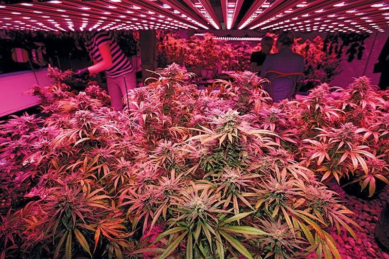 Best possible growing conditions for growing autoflower cannabis strain seeds indoor