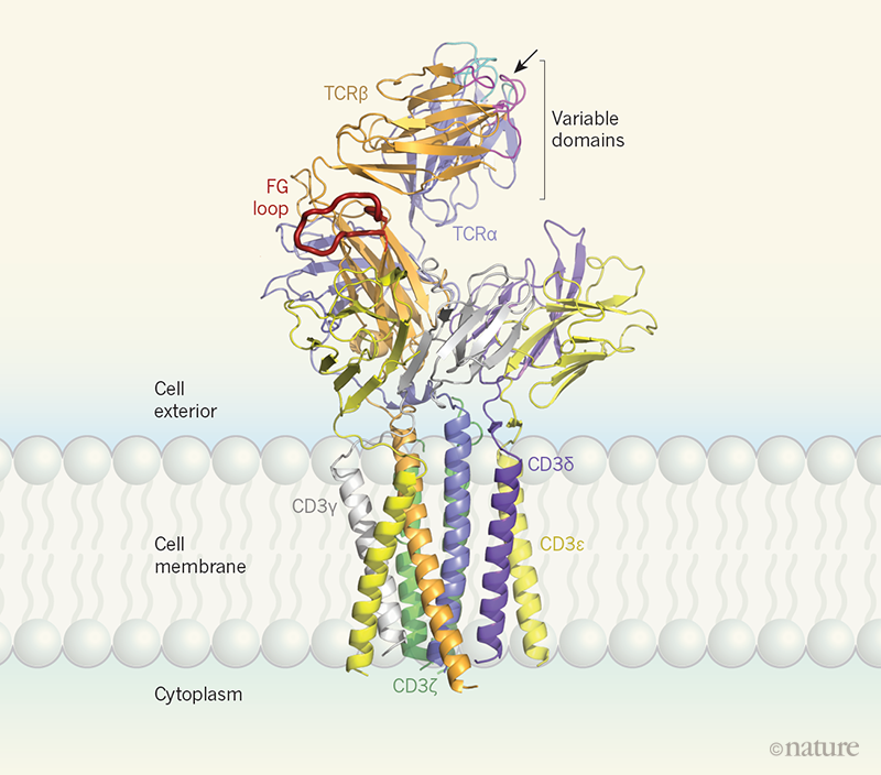 The Structure Of A T Cell Mechanosensor