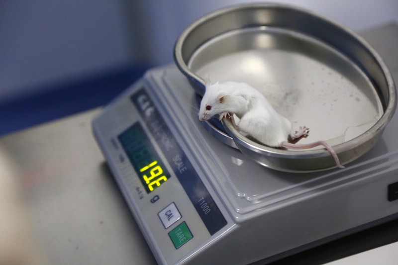 A lab mouse is weighed at a laboratory animal center in Guangzhou, Guangdong Province of China