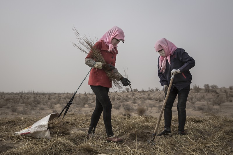 Local women plant saxaul in the desert at Mingqin county on March 27th, 2019 in Wuwei, Gansu Province. China.