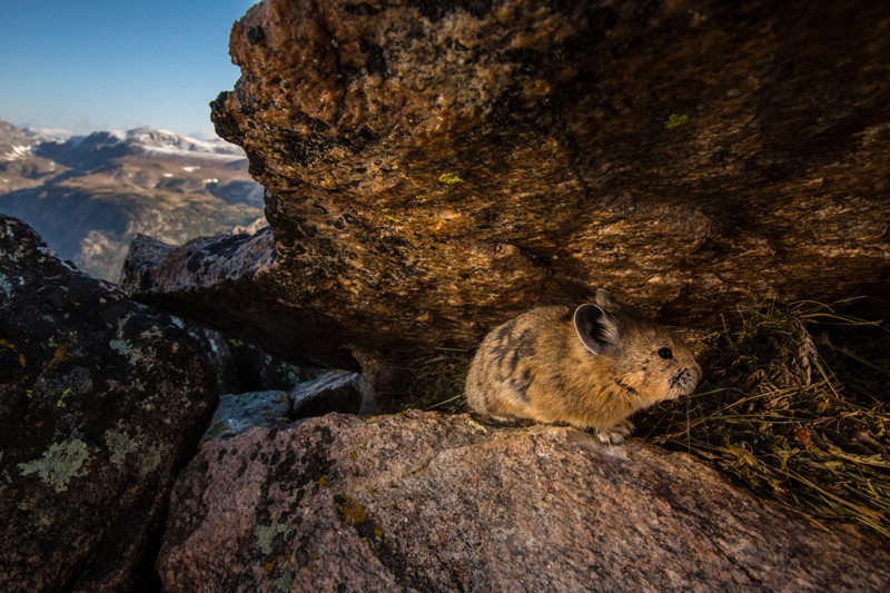 A remote camera captures a pika in Wyoming's Greater Yellowstone Ecosystem