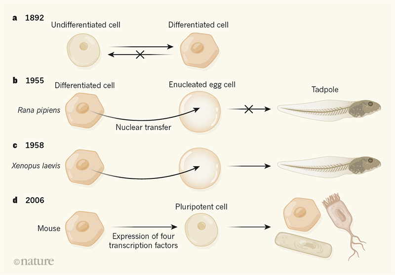 Cell identity reprogrammed