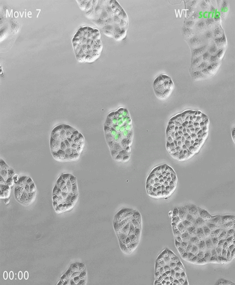 Time-lapse of co-culture of unlabelled wild-type and GFP labelled scrib cells.