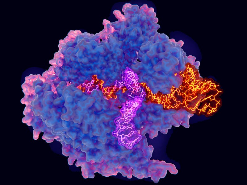 CRISPR-Cas9 gene editing complex, illustration.