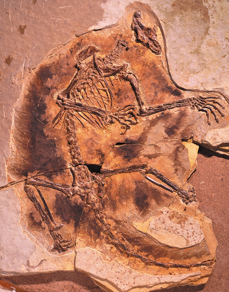 The fossil of gliding mammaliaform Maiopatagium furculiferum