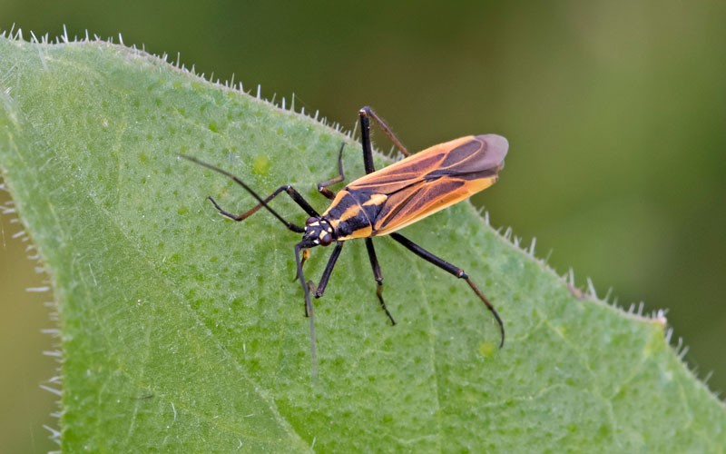 Robust evidence of declines in insect abundance and biodiversity