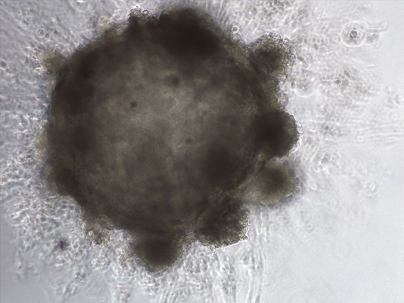Representative bright-field image of day 17 cultured embryos