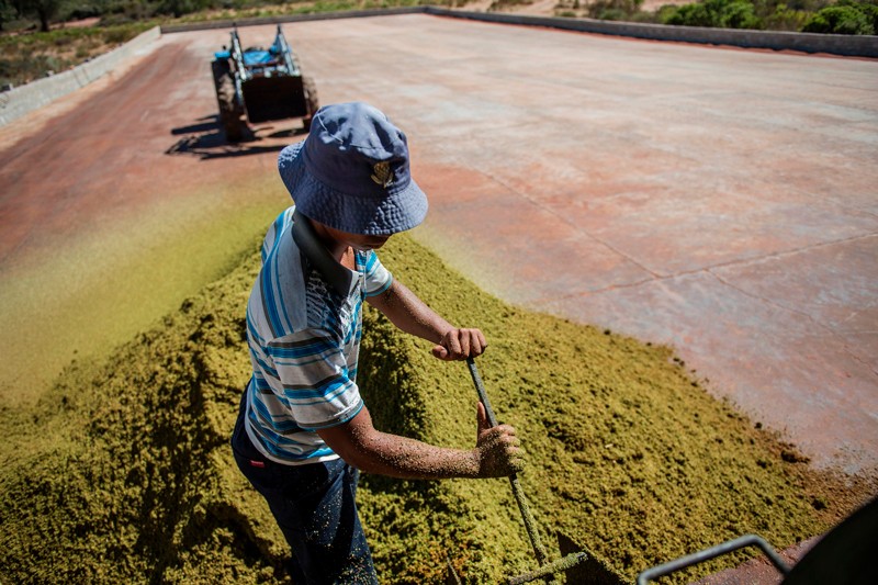 A farm worker in the Rooibos tea Skimmelberg farm grades and treats Rooibos Tea leaves