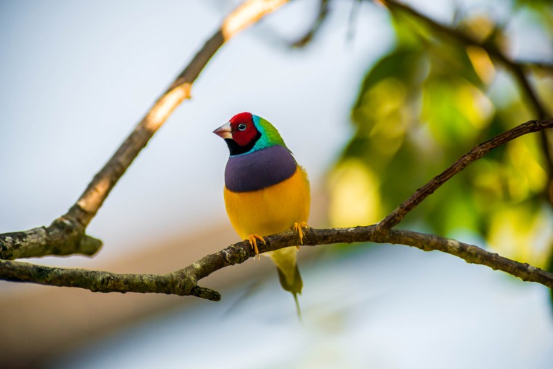 Waterholes visited by the endangered Gouldian finch contained trace DNA that allowed scientists to detect the bird’s presence. Credit: photographereddie/Getty 