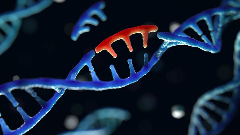 Повреждение ДНК и мутации