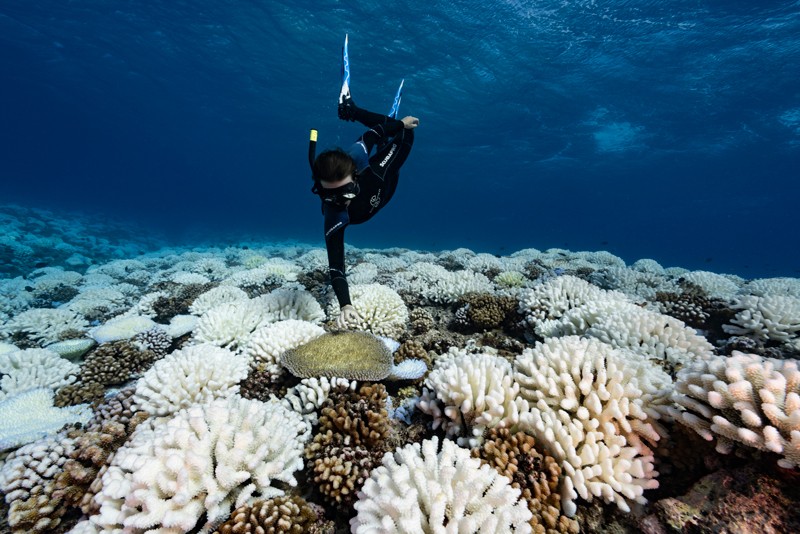 Um mergulhador observa um grande clareamento nos recifes de coral das Ilhas da Sociedade, na Polinésia Francesa.