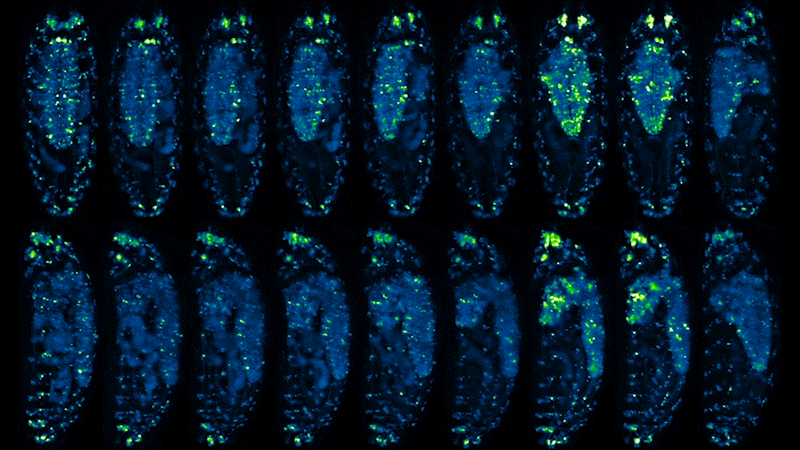 Long-term IsoView functional imaging of an entire Drosophila embryo.