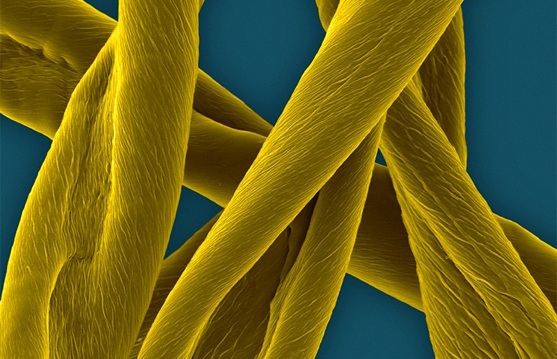 Coloured scanning electron micrograph of raw cotton fibres.
