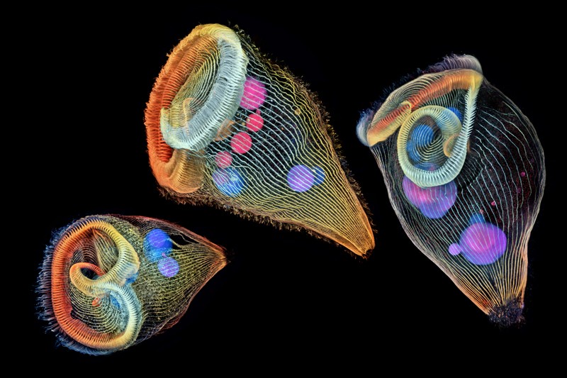 Depth-color coded projections of three stentors