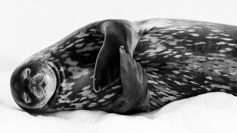 A Weddell seal in a deep, contented sleep