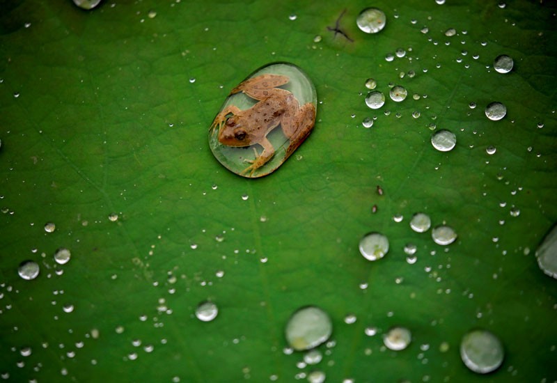 A frog is pictured on the leaf of a lotus after the rain at a pond in Lalitpur, Nepal September 26, 2019.