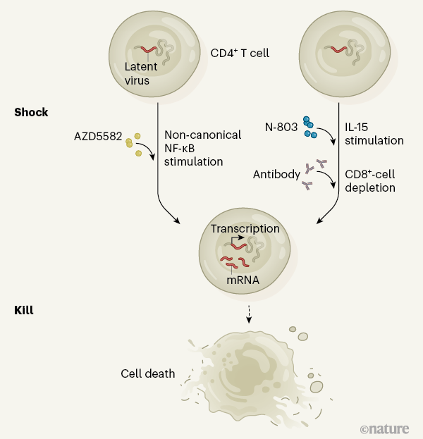 Reactivation Of Latent Hiv Moves Shock And Kill Treatments Forward