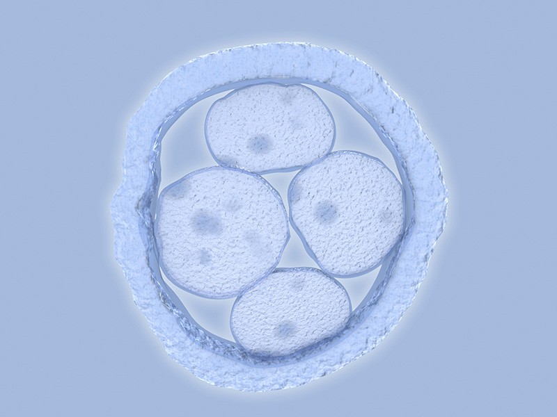 A microscopic photo of a human embryo with four cells