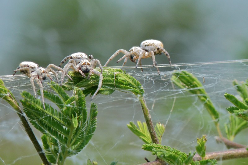 Three large white spiders sitting of strands of web strung horizontally across the tops of some leaves.