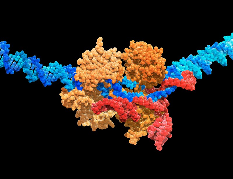 CRISPR-Cas9 gene editing complex, molecular structure.