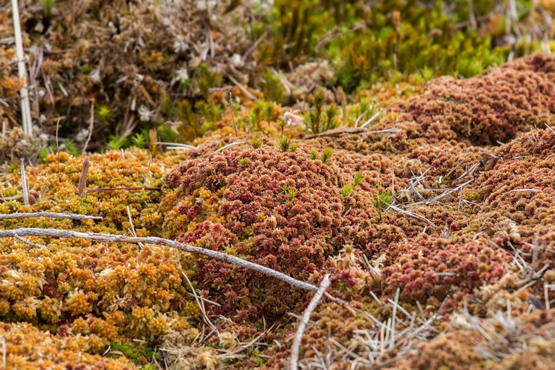 Close up of dried pine needles fallen on sphagnum moss